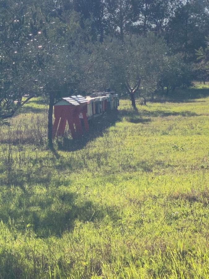 Agriturismo Le Biricoccole ヴァダ エクステリア 写真